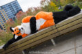 fursuit-romp-oct-13-2018-109