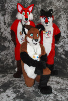 cat-days-photoshoot-three-foxes