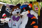 mnfurs-fall-picnic-fursuit-2011-not-your-shot