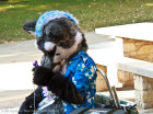 mnfurs-fall-picnic-fursuit-2011-sorry-to-say