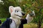 mnfurs-fursuit-aerak-twigs-and-berries